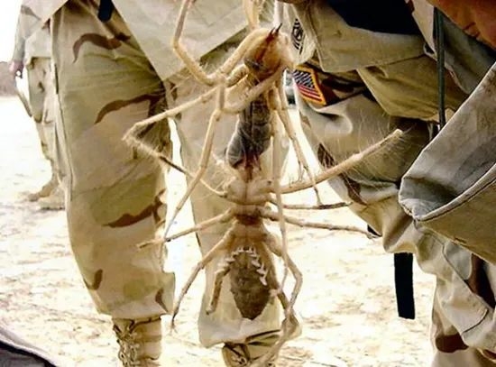 伊拉克“抱脸虫”追着美国大兵跑！比你想象的还可怕