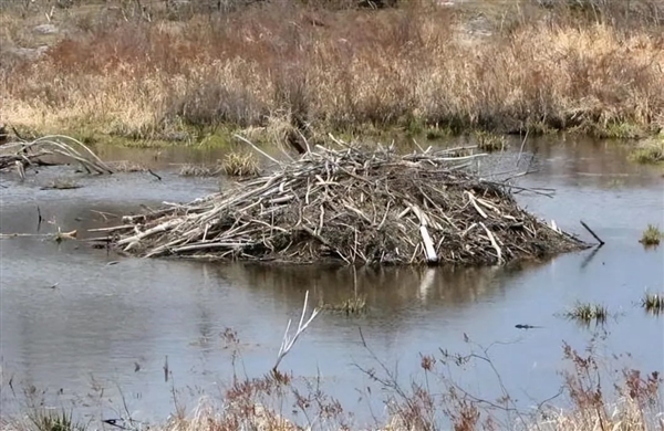 捷克7年没建成的水坝 被河狸一夜建成！怒省870万