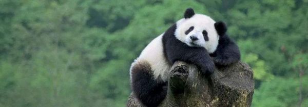 熊猫为什么容易吃幼崽