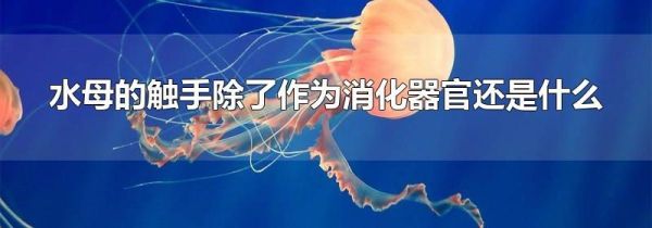 水母的触手除了作为消化器官还是什么