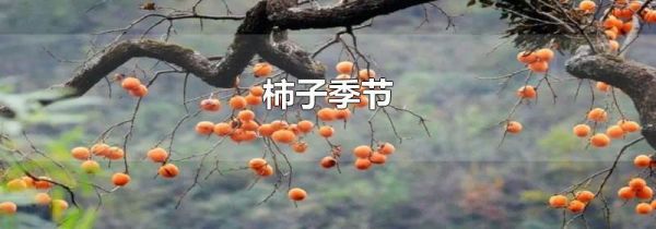 柿子季节