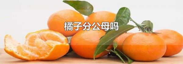 橘子分公母吗