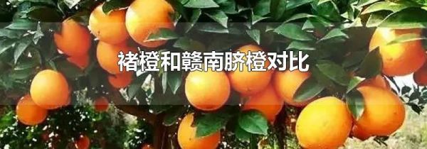 褚橙和赣南脐橙对比