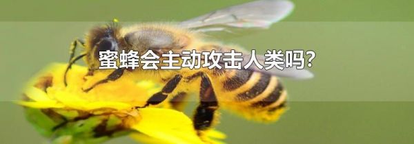 蜜蜂会主动攻击人类吗?