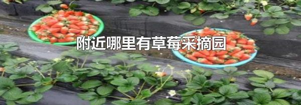 附近哪里有草莓采摘园