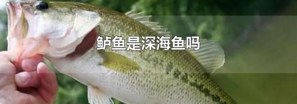 鲈鱼是深海鱼吗