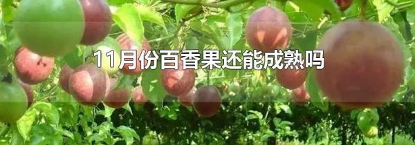 11月份百香果还能成熟吗