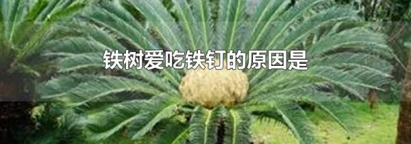 铁树爱吃铁钉的原因是