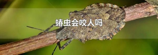 蝽虫会咬人吗