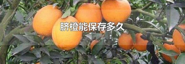脐橙能保存多久
