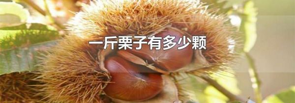 一斤栗子有多少颗
