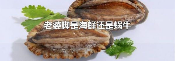 老婆脚是海鲜还是蜗牛