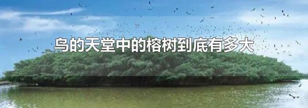 鸟的天堂中的榕树到底有多大