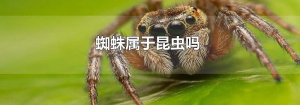 蜘蛛属于昆虫吗