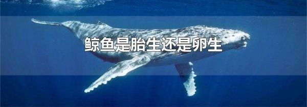 鲸鱼是胎生还是卵生