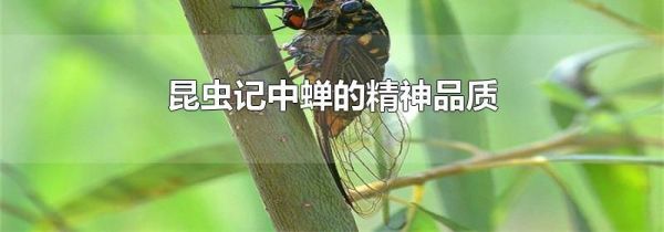 昆虫记中蝉的精神品质