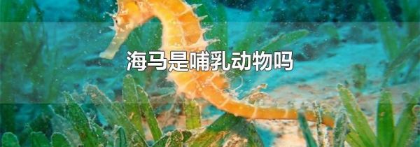 海马是哺乳动物吗