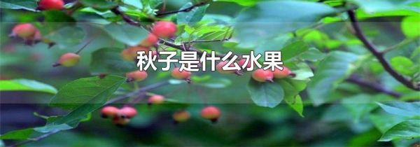秋子是什么水果