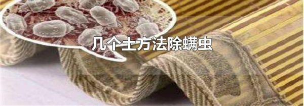 几个土方法除螨虫