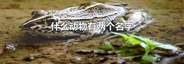 什么动物有两个名字