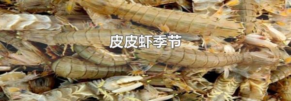 皮皮虾季节