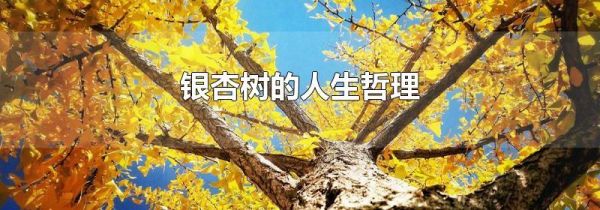 银杏树的人生哲理