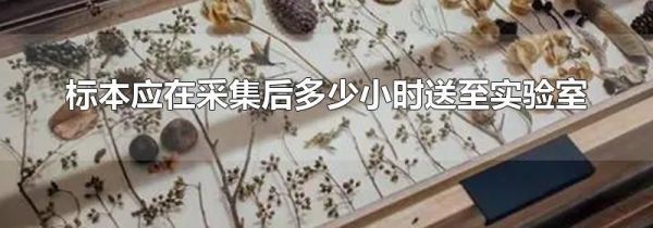 标本应在采集后多少小时送至实验室