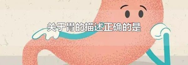 关于胃的描述正确的是