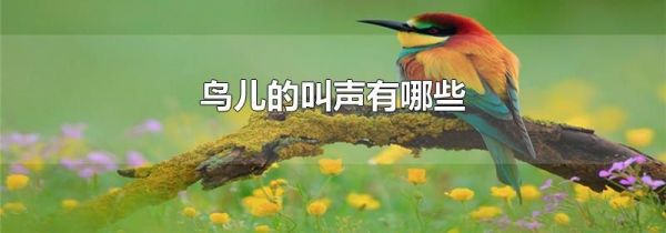 鸟儿的叫声有哪些
