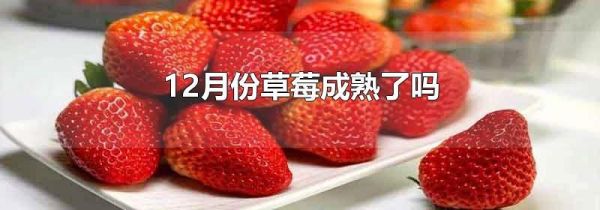 12月份草莓成熟了吗