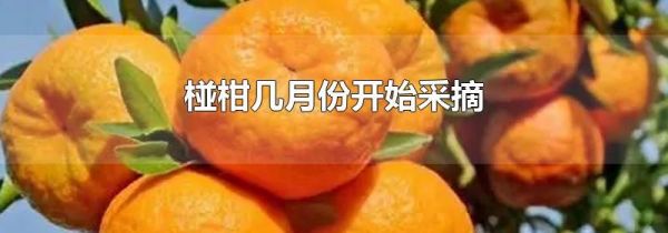 椪柑几月份开始采摘