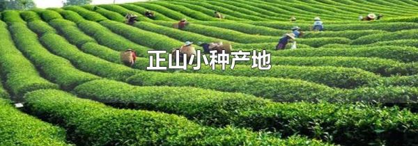 正山小种产地