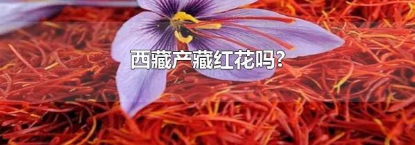 西藏产藏红花吗?