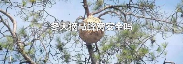 冬天摘马蜂窝安全吗