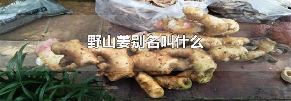 野山姜别名叫什么