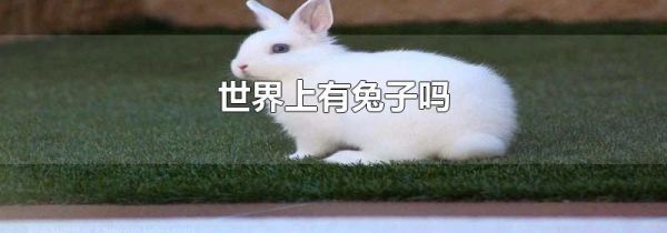 世界上有兔子吗