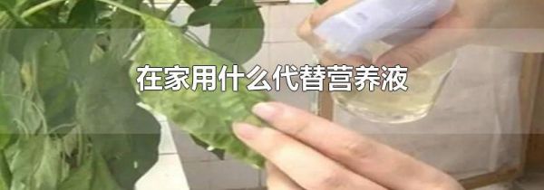 在家用什么代替营养液