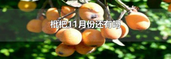 枇杷11月份还有吗