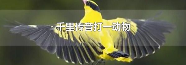 千里传音打一动物