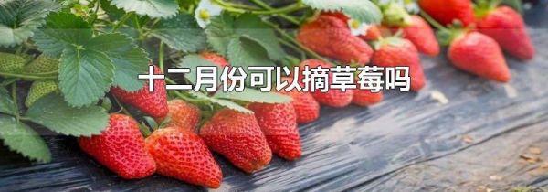 十二月份可以摘草莓吗