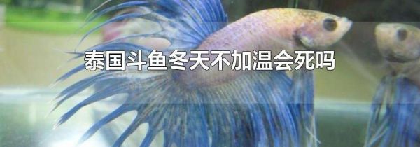 泰国斗鱼冬天不加温会死吗