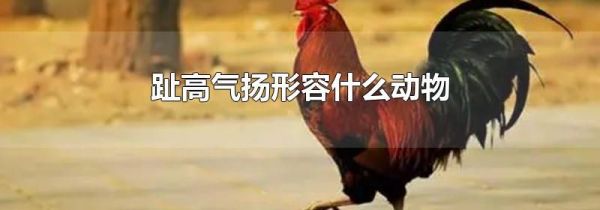 趾高气扬形容什么动物