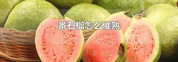 番石榴怎么催熟