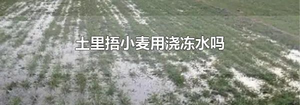 土里捂小麦用浇冻水吗