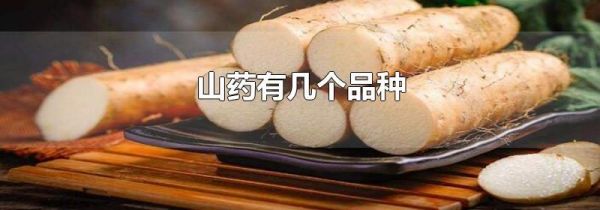 山药有几个品种