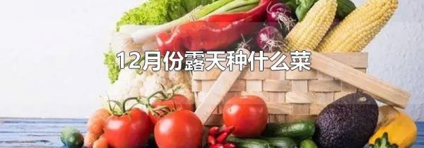 12月份露天种什么菜
