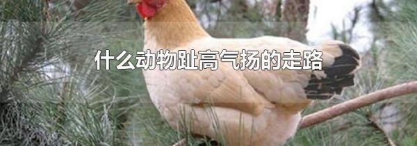 什么动物趾高气扬的走路