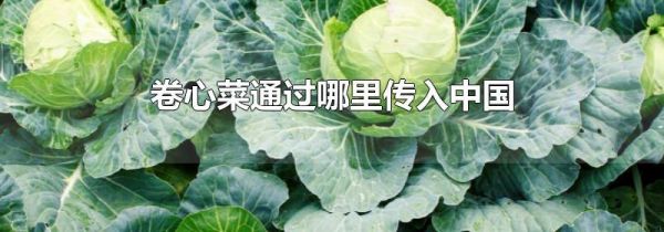 卷心菜通过哪里传入中国