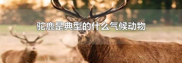 驼鹿是典型的什么气候动物