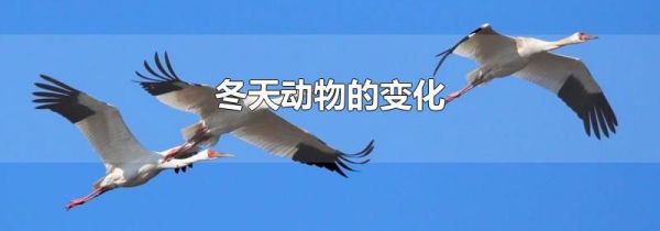 冬天动物的变化